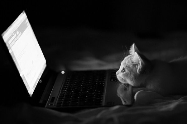 Gatto ama guardare film