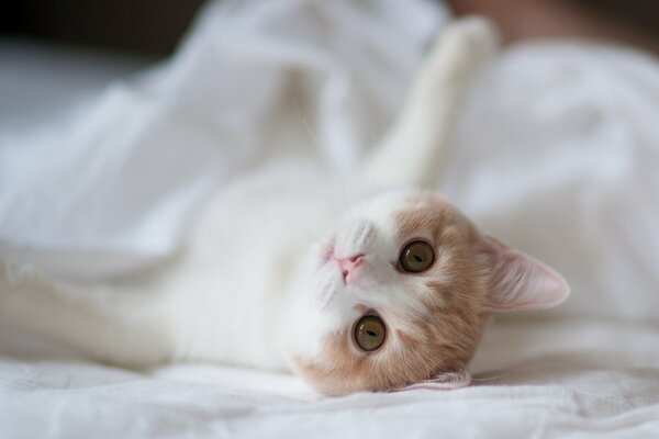 Gatto pensieroso in stile provenzale