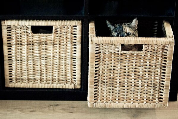 Katze spielt verstecken mit Katze