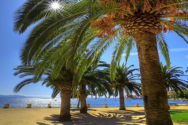 Mare di palme sulla spiaggia
