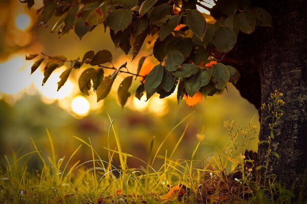 Macro landscape of grass and trees with foliage