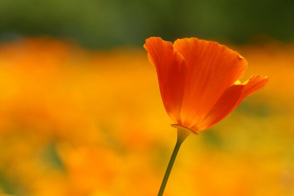 Fleur de pavot écarlate sur fond orange