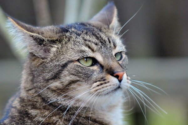 Gatto appeso dal dolore baffi