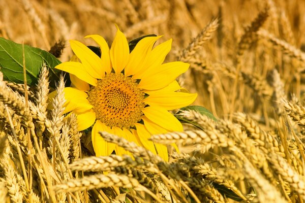 Yellow sunflower lies in wheat ears