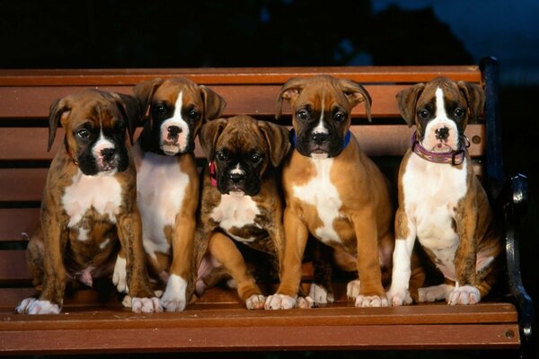 Cinq chiots sur un banc en bois