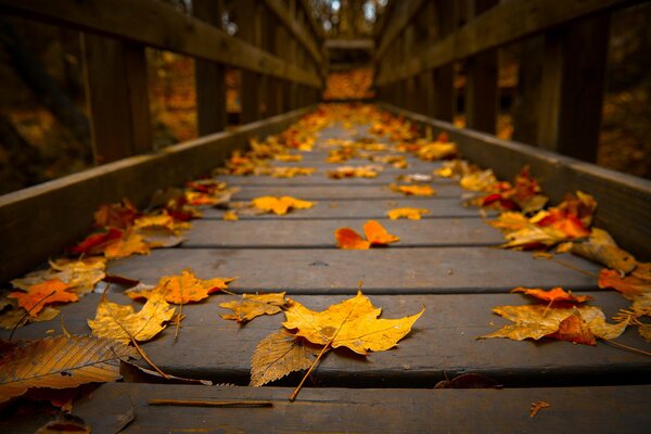 Feuilles d automne jaune , rouge , orange se trouvent sur le pont