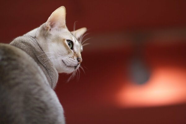 The gray cat turned around with displeasure