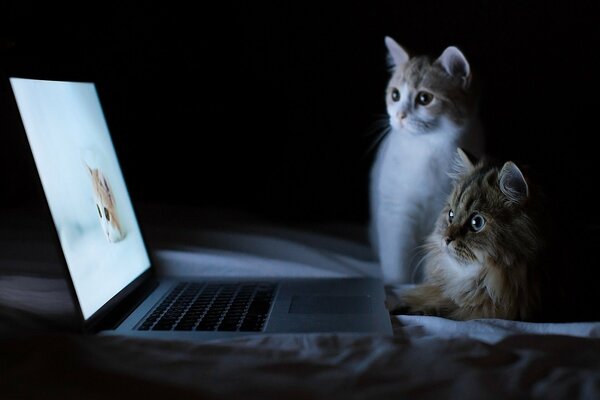 Chat avec chaton sur la formation de chat