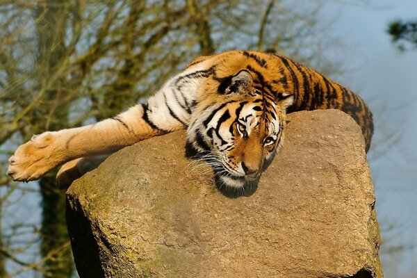 The tiger lies on a rock and looks into the future