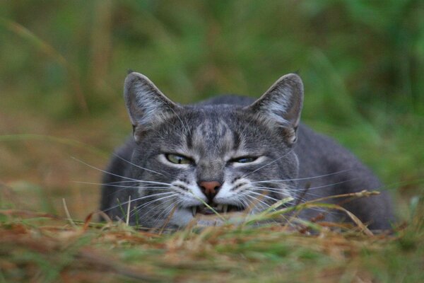 Gatto grigio caccia nell erba