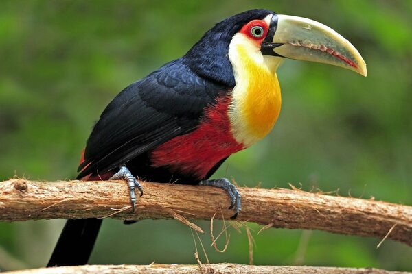 Un tucano dai colori vivaci si siede su un ramo