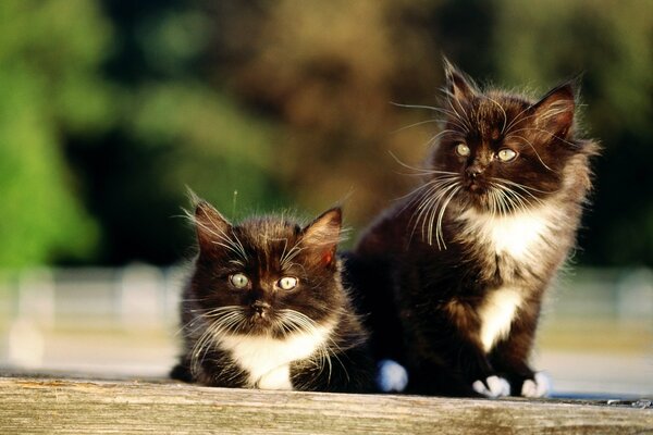 Chatons Jumeaux heureux bien fait