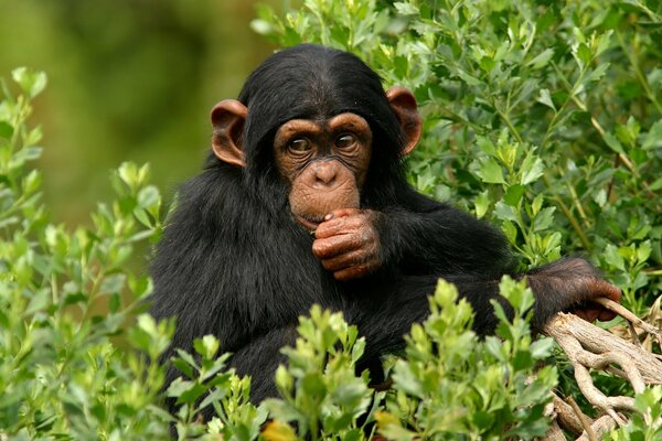 Mono chimpancé desayunando en la cima de los árboles