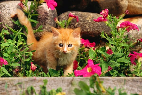 Gatito peludo pelirrojo en flores