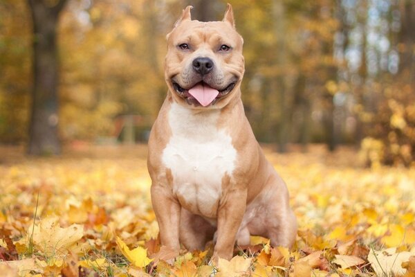 Cane seduto nel fogliame autunnale