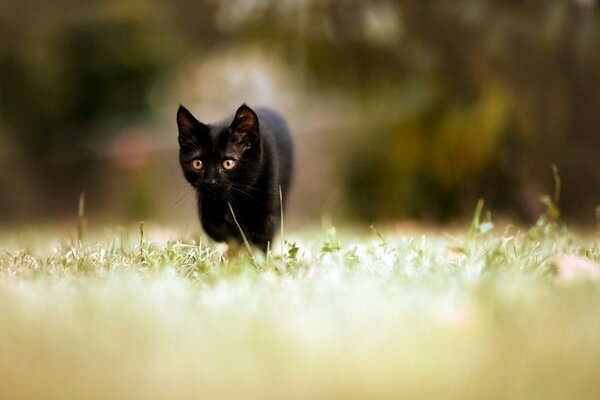 Black kitten with green eyes, green grass