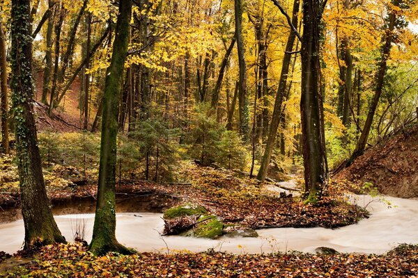 Ein Bach läuft durch nackte Bäume