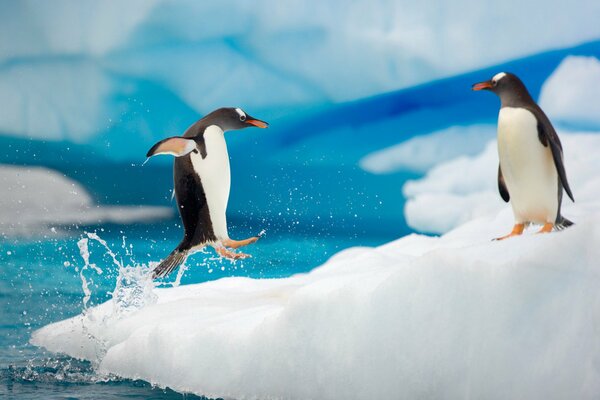 Spiel Penguins. Ein Pinguin sprang hinter ihm aus dem Wasser.