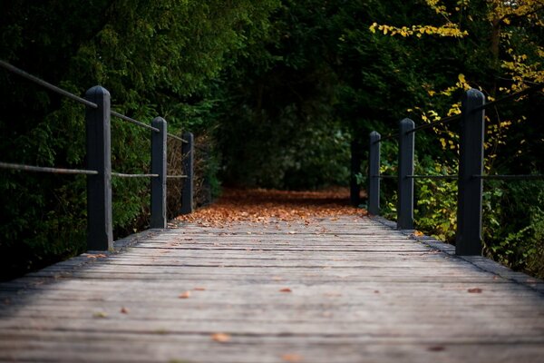 A wooden bridge leading into the darkness