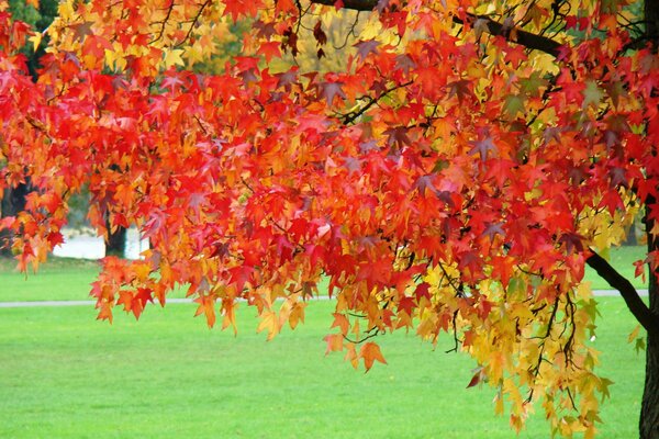 Maple with red-yellow autumn leaves