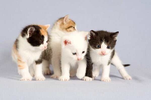Quatre chatons mignons sur fond blanc