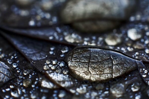 A dewdrop on a leaf is like a microscope lens