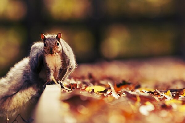 Ardilla en la naturaleza en el otoño se sienta en un árbol