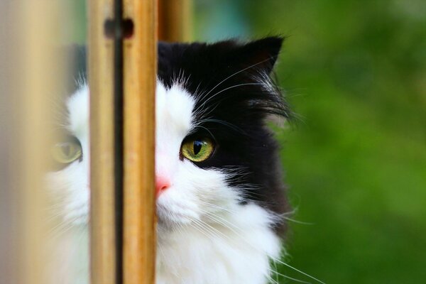 Gatto bianco e nero che fa capolino dalla finestra