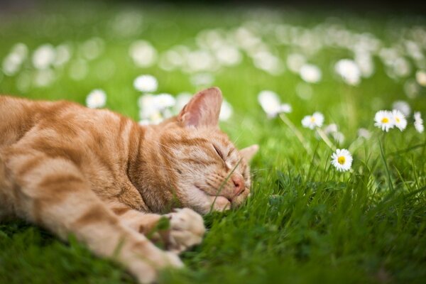 Le chat en été est bon sur l herbe