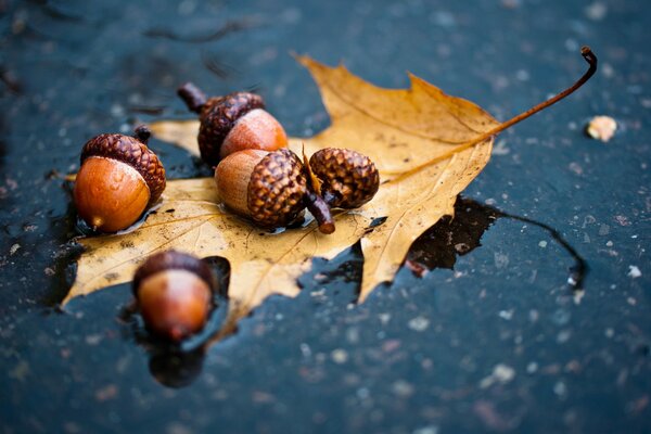 Acorns saying goodbye to an oak leaf cling to each other