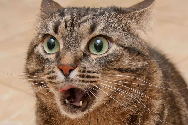 Gatto divertente con un aspetto accattivante