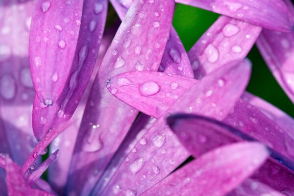 Hermosos pétalos de rosa con gotas de rocío