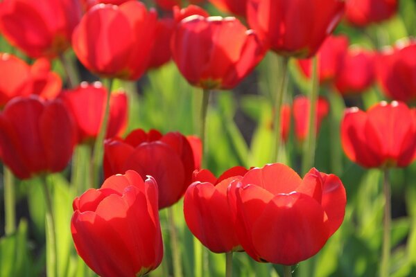 Tulipes enchanteresses dans le champ