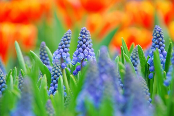 Blue muscari flowers. Macro photography