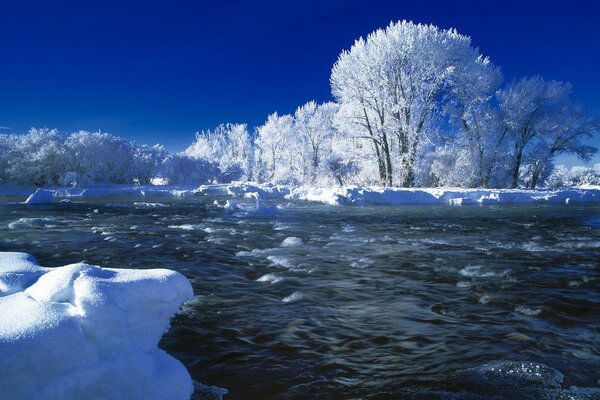 Alberi invernali sullo sfondo del fiume