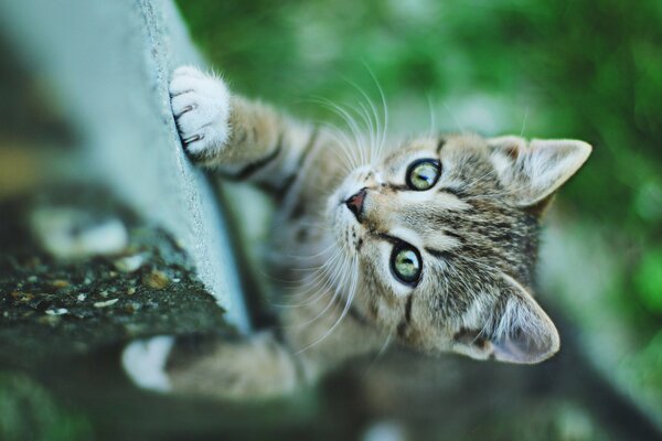 Chaton mignon en regardant la caméra