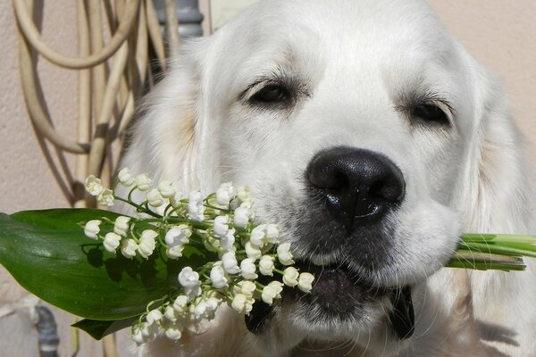A dog with lilies of the valley in his teeth is a gift to the owner