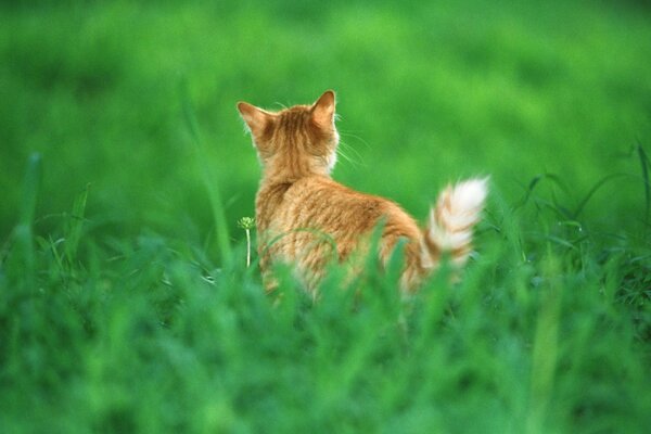 Rote Katze im grünen hohen Gras