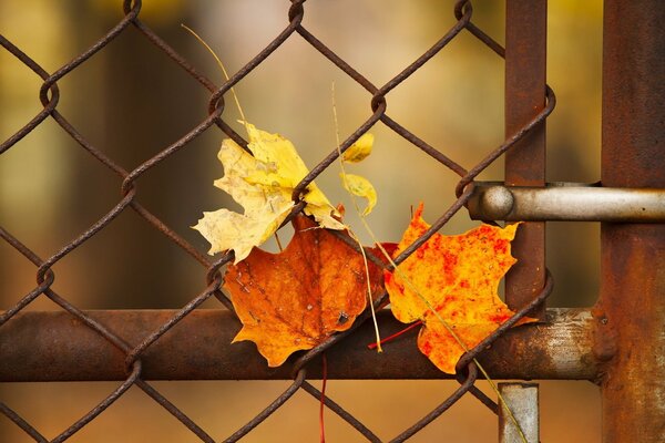 Hojas de otoño pegadas en el enrejado de la cerca oxidada