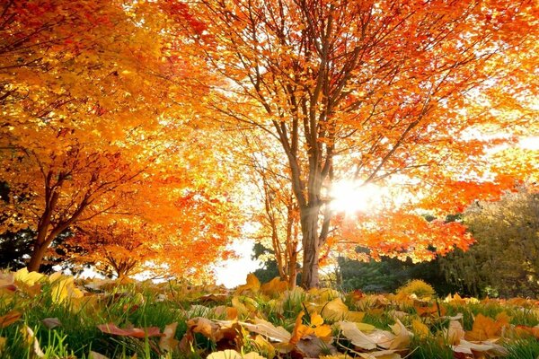 A luxurious tree with golden foliage