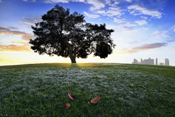 The tree stands on a hill