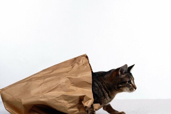 Le chat sort du sac en papier