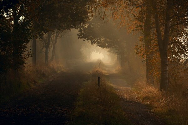 Camino de la mañana en el camino dentro del bosque de otoño