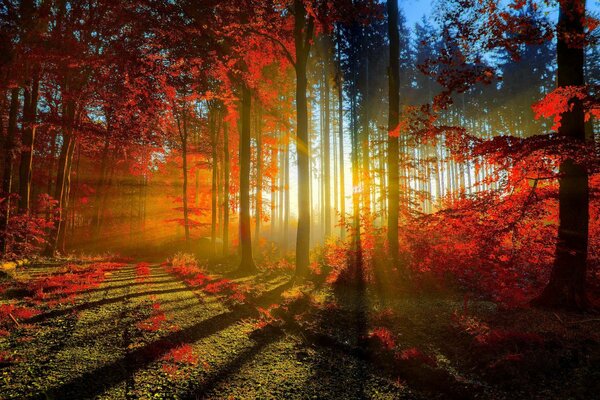 Bosque de otoño con luz solar difusa
