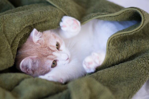 Flauschige Katze in einem gemütlichen Plaid