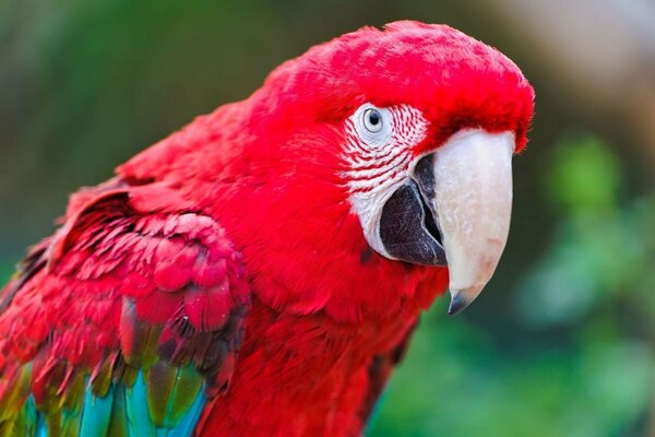 Macaw colorful parrot in nature