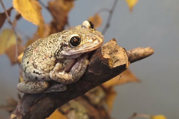 A toad basks on a branch in the rays of the autumn sun