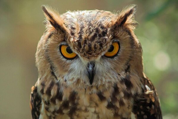 Il gufo reale segue da vicino il fotografo