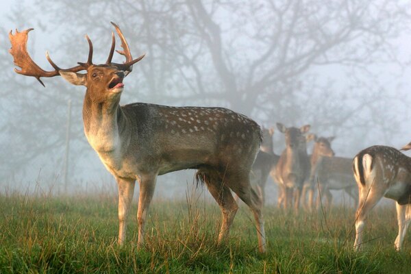 A herd of deer in the fog