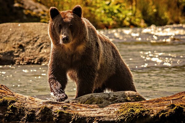 Ours brun sur une journée ensoleillée près de vodda